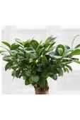 Ficus Ginseng Bonsai - Adam Ağaç - Ev Ofis Salon Iç Mekan Bitkisi - Ø:17 Cm - H:40 Cm - 2