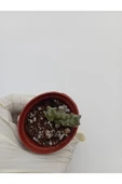Leş Kaktüs Leş kaktüsü ( Saksılı Bitki ) Stapelia Variegata thumbnail 7