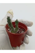 Leş Kaktüs Leş kaktüsü ( Saksılı Bitki ) Stapelia Variegata thumbnail 3