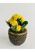 Siyah Mozaik Desenli Dekoratif Beton Saksıda Sarı Kalanchoe(kalanşo) - 3