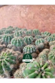 Kaynana Topuzu -echinopsis- Çiçek Açar thumbnail 6