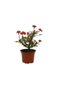 Euphorbia Milli Dikenler Tacı Kırmızı Çiçekli 20cm Iç Mekan Dekoratif Bitki thumbnail 1