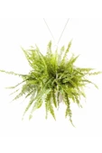 Nephrolepis Fujer Aşk Merdiveni Askılı 18cm Ø - Sarkan Bitki - 1