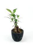 Para Desenli Siyah Saksıda Ficus Bonsai Bitkisi - 1