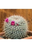 Mammillaria Matudae - Kaynana Topuzu Kaktüsü (BEYAZ ÇİÇEKLİ) 12cm Saksıda Büyük Boy thumbnail 2