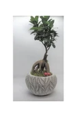 Ficus Ginseng Bonsai & Beyaz Vane Serisi Beton Saksı thumbnail 1