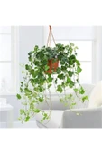 Askılı Sarmaşık Hedera Helix 30 cm thumbnail 1