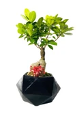 Büyük Siyah Geometrik Serisi Ficus Gingseng Bonsai Tasarım thumbnail 2