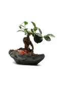 Luxury Kaya Saksıda Ficus Ginseng Bonsai Tasarımı thumbnail 2