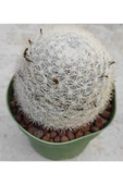 Mammillaria Microthele - 1
