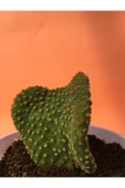 Opuntia Microdasys Var. Pallida F. Cristata thumbnail 1