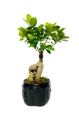 Siyah Face Serisi Ficus Gingseng Bonsai Tasarım thumbnail 2