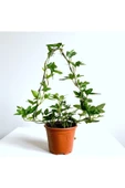 Yeşil Hedera Helix Sarmaşık Bitkisi 27 cm thumbnail 1