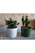 Seramik Saksıda Yılbaşı Çiçeği 2 Adet thumbnail 2
