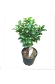 Bonsaii Ficus Microcarpa Bonsai 30-40 Cm - 1