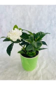Gardenya Çiçeği Kokulu - 1