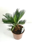 Sikas Palmiyesi Mini Cycas Revoluta Japon Sago Palm - 4
