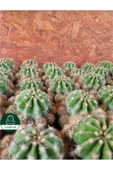 Kaynana Topuzu -echinopsis- Çiçek Açar thumbnail 7