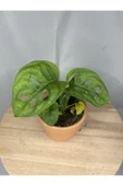 Monstera Adansonii thumbnail 3