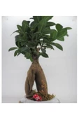 Ficus Ginseng Bonsai & Beyaz Dünyam Beton Saksıda Hediyelik Canlı Çiçek thumbnail 4
