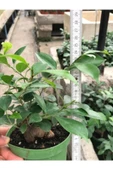Fıcus Gınseng 30-60 gr Bonsai thumbnail 3