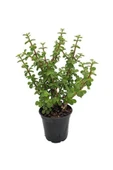 Para Ağacı Bonsai Bitkisi - 1