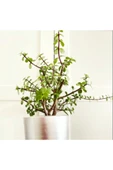 Portulacaria Afra / Para Ağacı Toprak Saksı - 2