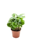 Coffea Arabica | Kahve Çiçegi (ıthal) 6cm Ø H:25 - 1