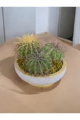 25 cm Dekoratif Saksıda Melo, Altın Fıçı ve Kaynana Topuzu 3 büyük özel kaktüs - 4
