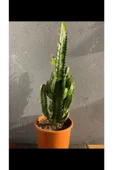 Euphorbia Trigona Green thumbnail 1