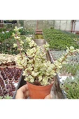Portulacaria Afra Variegata Para Ağacı Renkli - 1