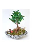 Taş Saksıda Ficus Bonsai thumbnail 2