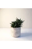 Haworthia Limifolia Beyaz Seramik Saksılı thumbnail 1