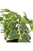 Hedera Helix Saksı Çap 8,5 Cm Mini Ofis Bitkisi Ev Bitkisi - 2