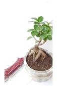 Stanova Bonsai Ficus Ginseng 18 cm thumbnail 2