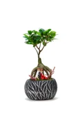 Lamina Siyah Ficus Bonsai Ve Sırt Sırta Sevgililer thumbnail 1