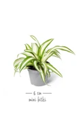 Chlorophytum Laxum - Kurdele Çiçeği Mini - Ev Ofis Salon Iç Mekan Bitkisi - Baby - 2