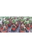 Ficus Gingseng Bonsai Ağacı Saksı Çapı Boyu 30-45 Cm thumbnail 2