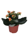 Kalanchoe - Kalanşo Çiçeği - Turuncu Renk thumbnail 1