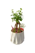 Beton Prizma Saksıda Mini Ficus Ginseng Bonsai - 1