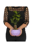 Likya Saksıda Ficus Gieseng Bonsai thumbnail 1