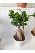 Bonsai Ağacı thumbnail 1