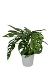 Monstera Adansonii - Monstera Monkey - Monstera - Deve Tabanı thumbnail 2
