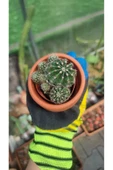Taş saksı ile birlikte kaktüs Echinopsis Oxygona kaynana topuzu kaktüs thumbnail 3
