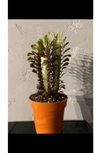 Euphorbia Trigona Rubra thumbnail 1