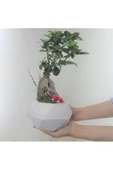 Ficus Ginseng Bonsai & Beyaz Geometrik Beton Saksıda Hediyelik Canlı Çiçek thumbnail 1