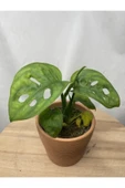 Monstera Adansonii thumbnail 1