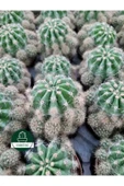 Kaynana Topuzu -echinopsis- Çiçek Açar thumbnail 8