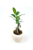 Eskitme Çizgi Desenli Saksıda Ficus Bonsai - 3