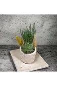 Dekoratif Yaprak Desenli Beyaz Beton Saksıda Kaktüs Ve Sukulent Bitkisi - 2